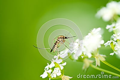 Mosquito Stock Photo