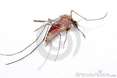 Mosquito Stock Photo