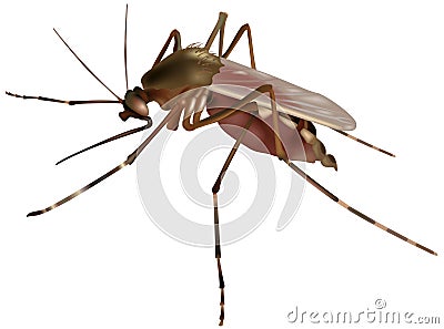 Mosquito Vector Illustration