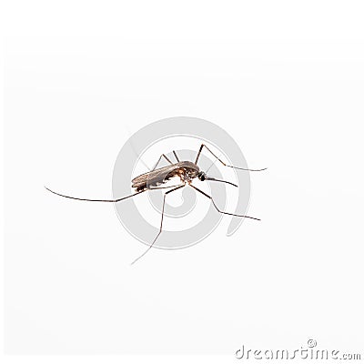 Mosquito Stock Photo