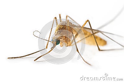 Mosquito Stock Photo