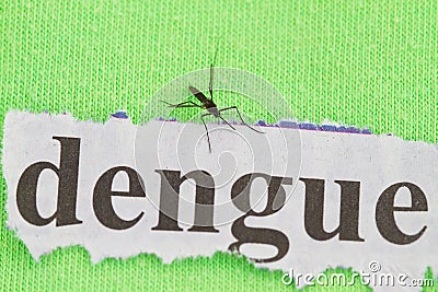 Mosquito Stock Photo