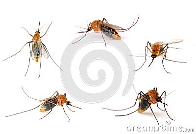 Mosquito Stock Photo