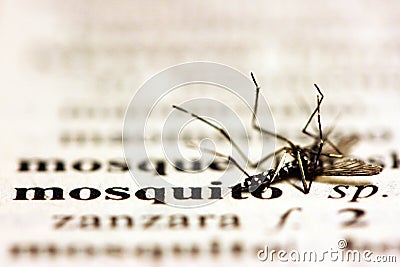 Mosquito Stock Photo