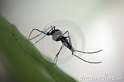 Mosquito Stock Photo