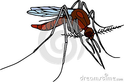 Mosquito Vector Illustration