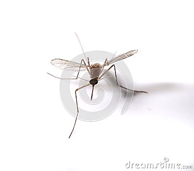 Mosquito Stock Photo