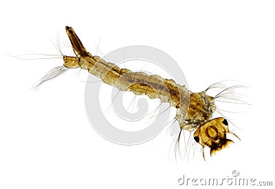 Mosquito (Aedes) larva Stock Photo