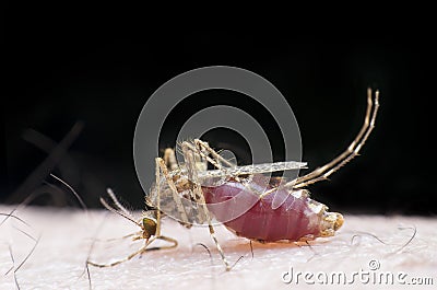 Mosquito bite Stock Photo