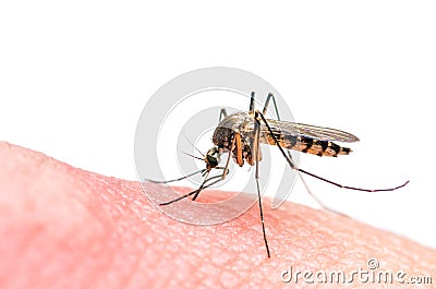 Mosquito bite isolated on white Stock Photo