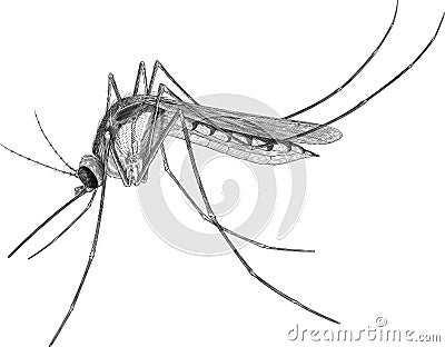 Mosquito Vector Illustration