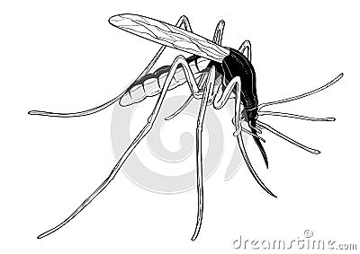 Mosquito bug fly wing sting Contagion infection Vector Illustration