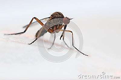 Mosquito Stock Photo