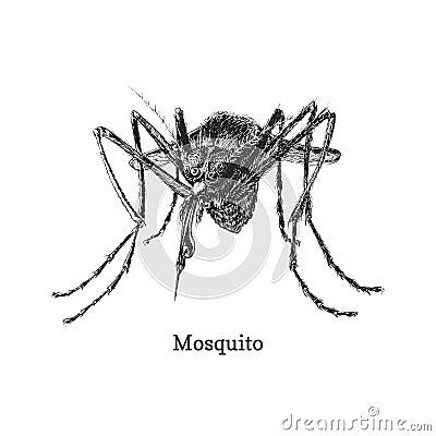 Mosquito, closeup ink sketch of gnat in vector Vector Illustration