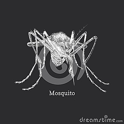 Mosquito, closeup ink sketch of gnat in vector Vector Illustration