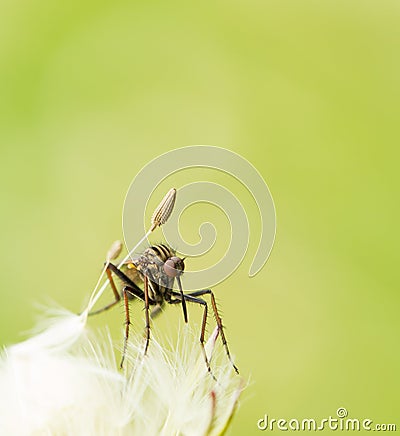 Mosquito on a dandelion Stock Photo