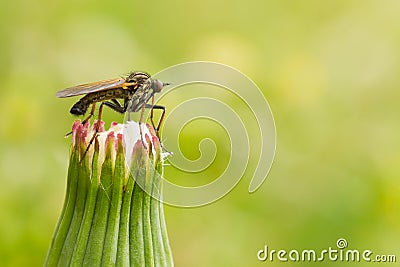 Mosquito on a dandelion Stock Photo