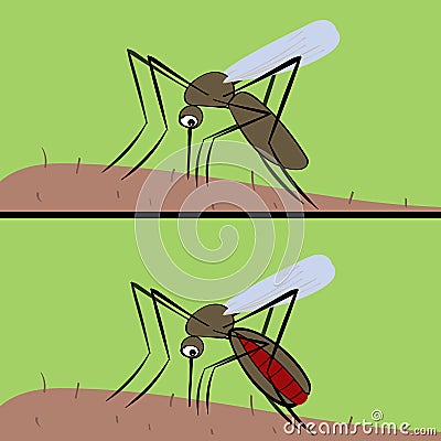 The mosquito drinks blood . The insect vector of malaria and fev Vector Illustration