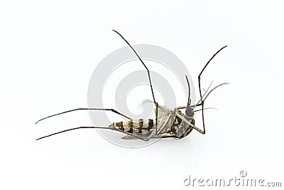 Mosquito dying Stock Photo