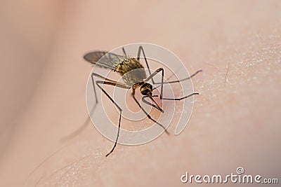 Mosquito eats blood on human skin. The concept of blood-sucking insects common in spring and summer. Stock Photo