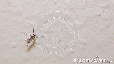 Mosquito (familiy Culicidae) sitting on the wall Stock Photo