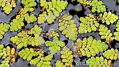 Close up of Mosquito fern or Azolla plant floating on the garden pond. Stock Photo