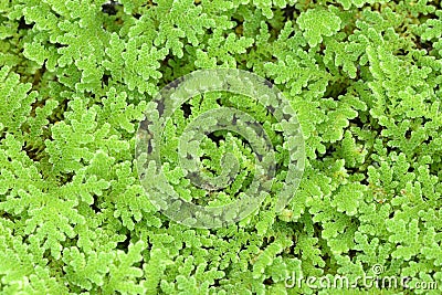 Mosquito fern, fairy moss, freshwater aquatic Azolla Stock Photo