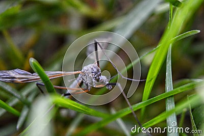 Mosquito Stock Photo