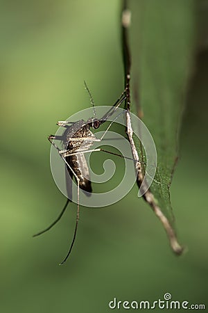 The mosquito Stock Photo