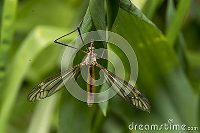 Mosquito, gnat, midge Tipula paludosa Stock Photo
