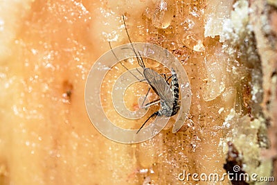 The mosquito got stuck in a pine oleoresin, an insect on the damaged Stock Photo