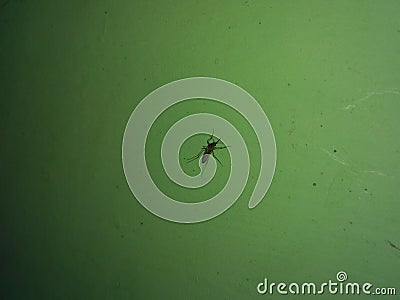Mosquito with green background danger Stock Photo