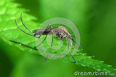 Mosquito on green leaf Stock Photo