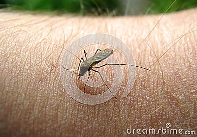 Mosquito on a hand Stock Photo