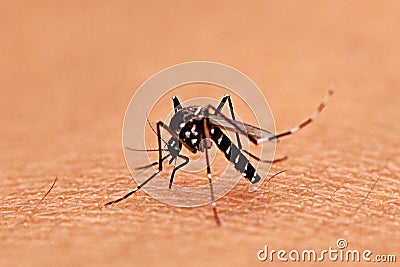 mosquito Stock Photo