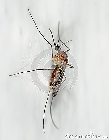 Mosquito hanging on a wall after a meal Stock Photo