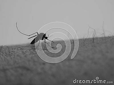 Mosquito on human skin. Stock Photo