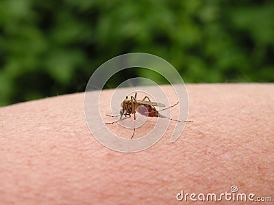 Mosquito insect Stock Photo