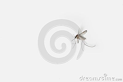 Mosquito insect on white background close up Stock Photo