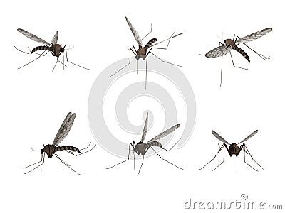 Mosquito, isolated on white background Stock Photo