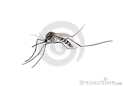 Mosquito isolated on white background Stock Photo