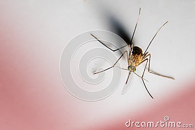 Mosquito Stock Photo