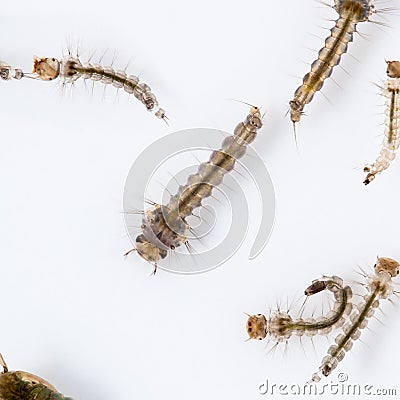 mosquito larva Stock Photo