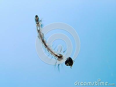 Mosquito Larva Stock Photo