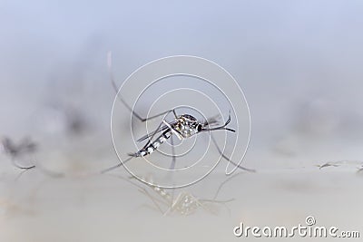 Anopheles sp. Mosquito Larva in the water for education. Stock Photo