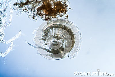 Mosquito larva with tactile hair Stock Photo