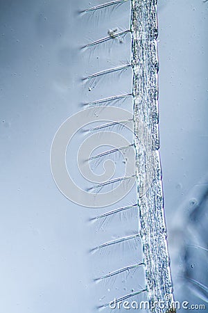 Mosquito larva with tactile hair Stock Photo