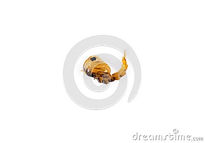 Mosquito larva on white background Stock Photo