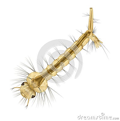 Mosquito larvae, commonly called `wigglers Stock Photo