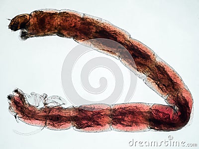 mosquito larvae (chironomus sp.) under the microscope Stock Photo